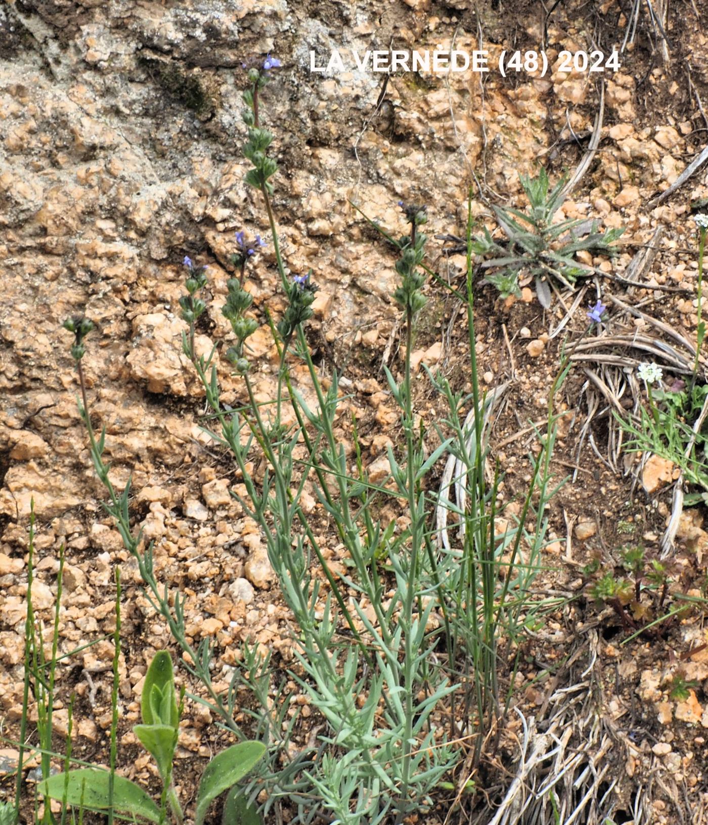 Toadflax plant